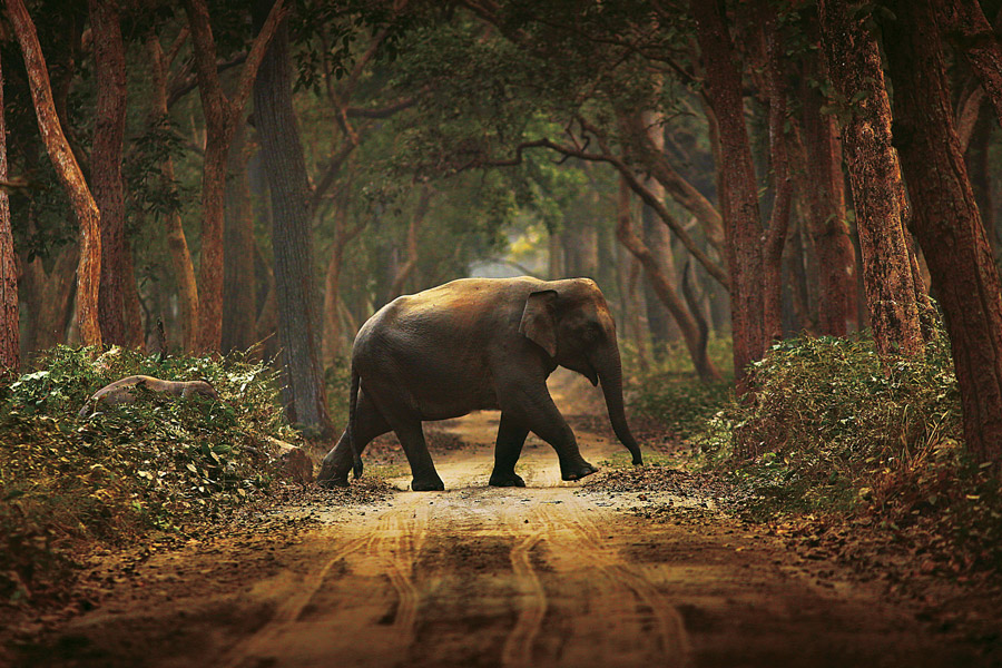 Elephant