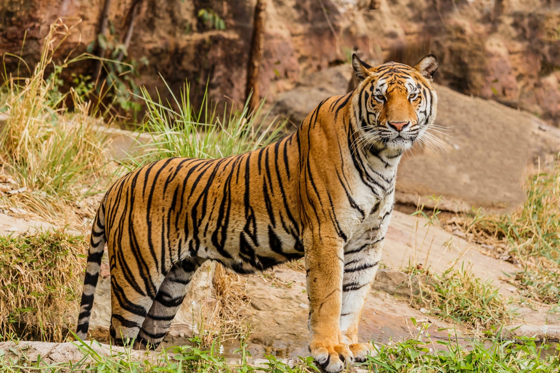 Tiger
